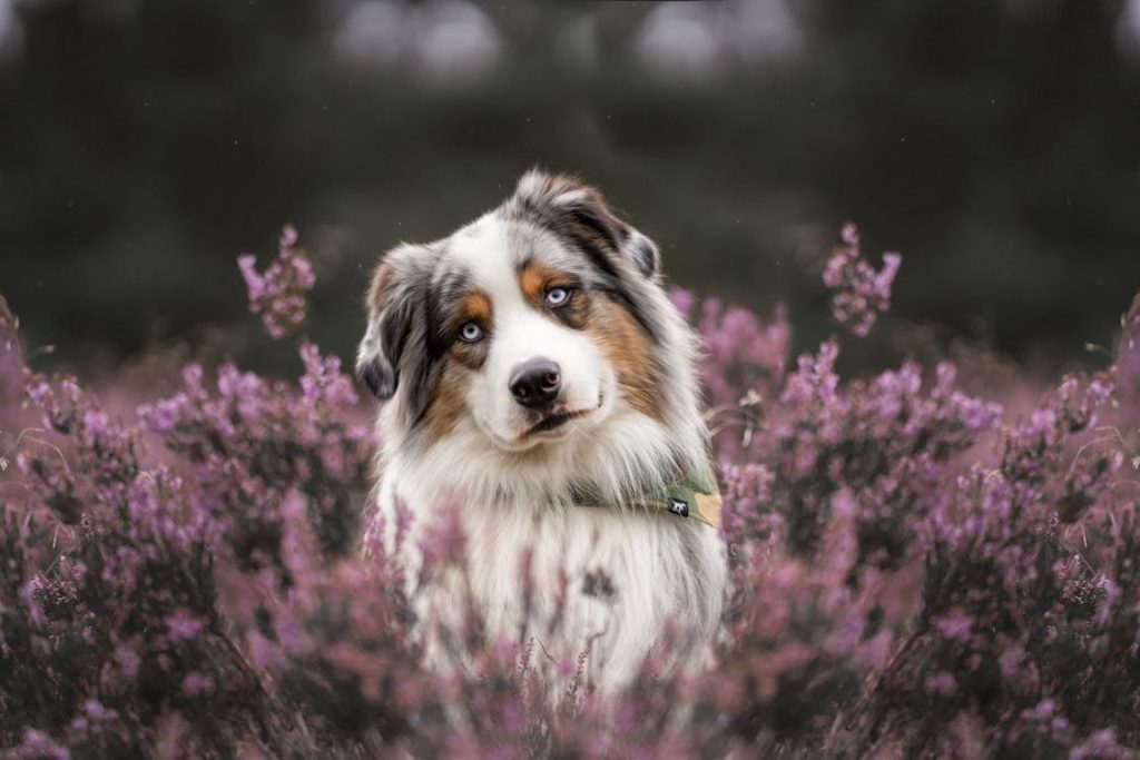 australian shepherd