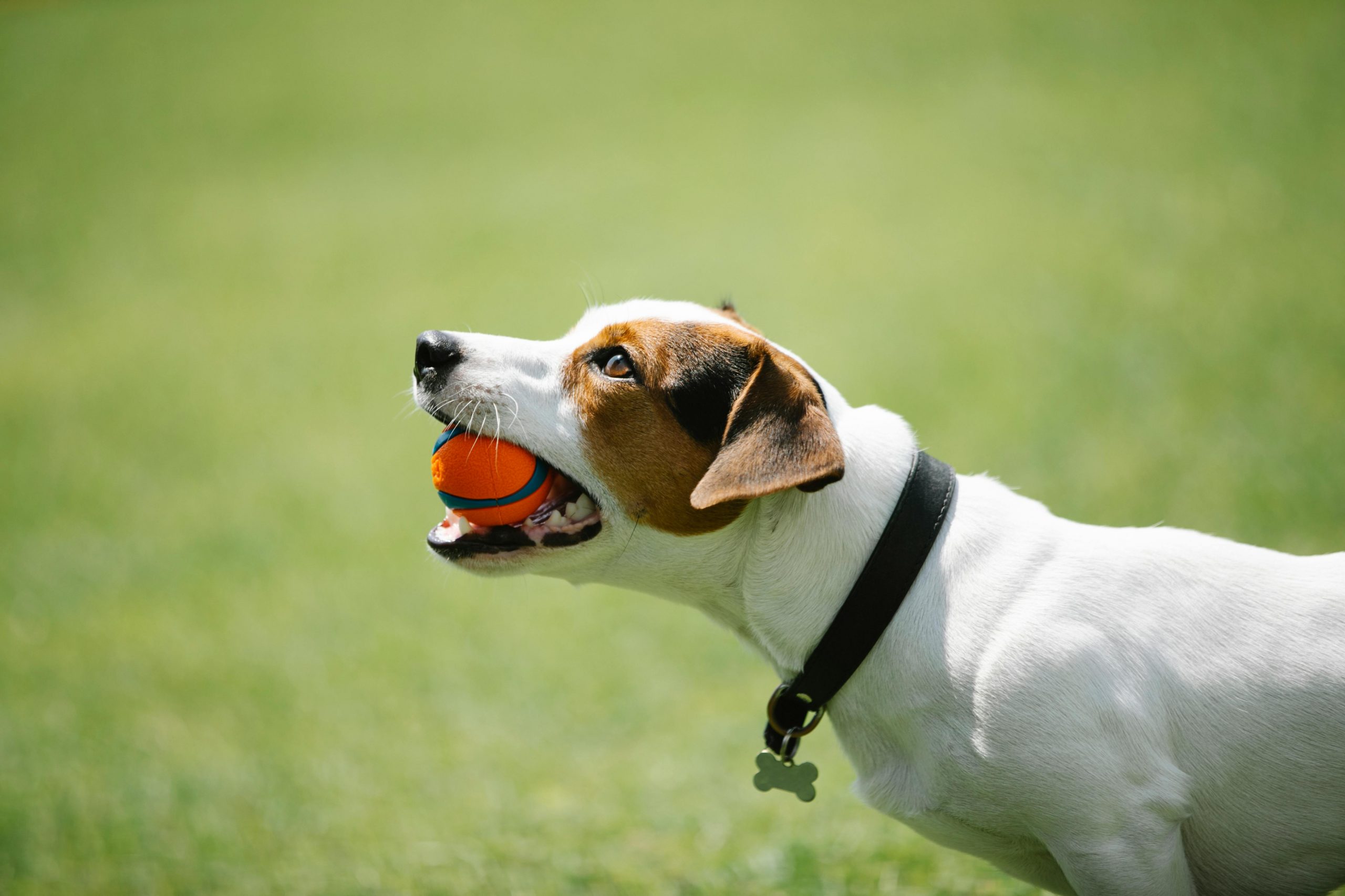 Dog with ball