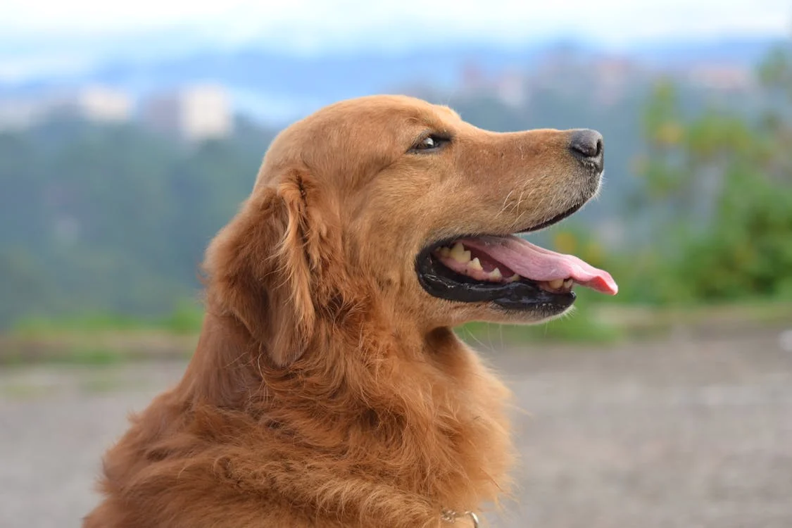 golden retriever