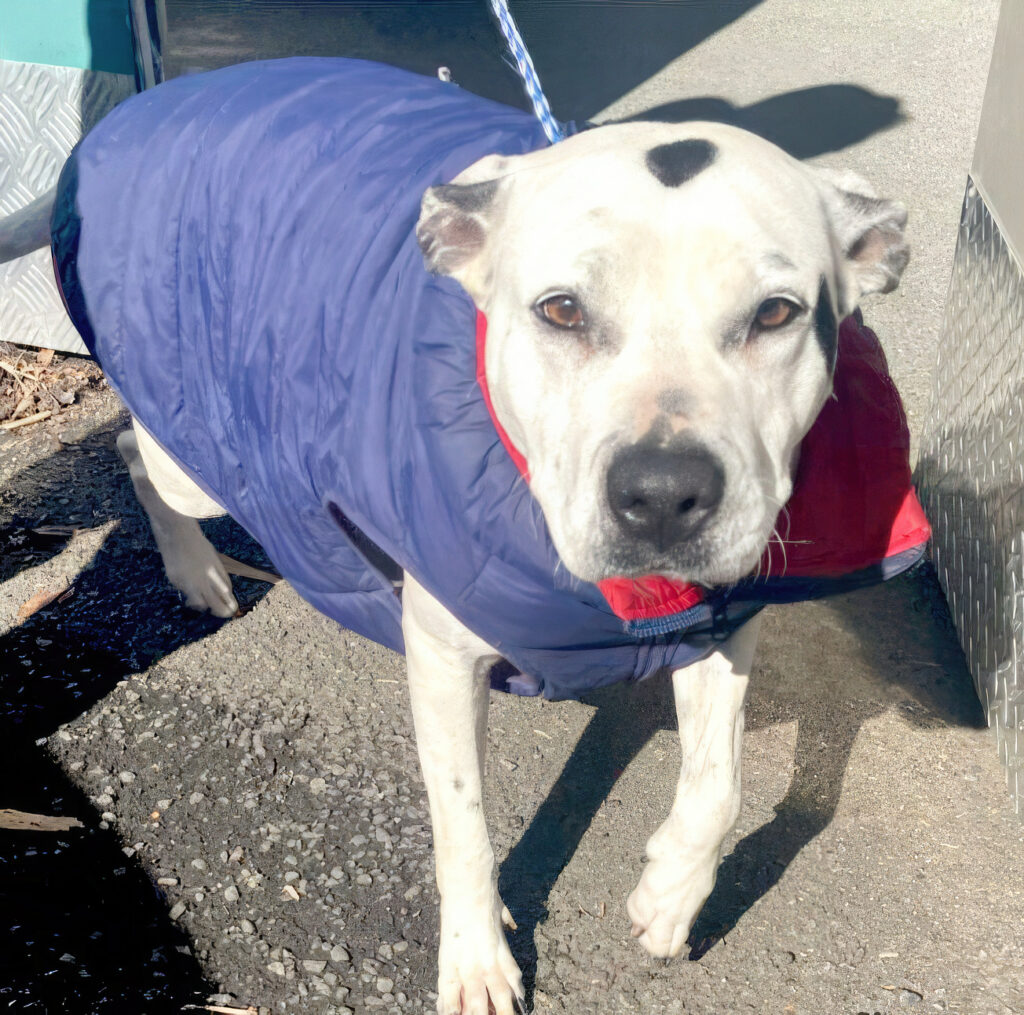Athena the American Staffy
