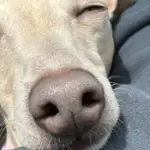 Claudia Greyhound