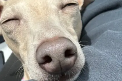 Claudia Greyhound