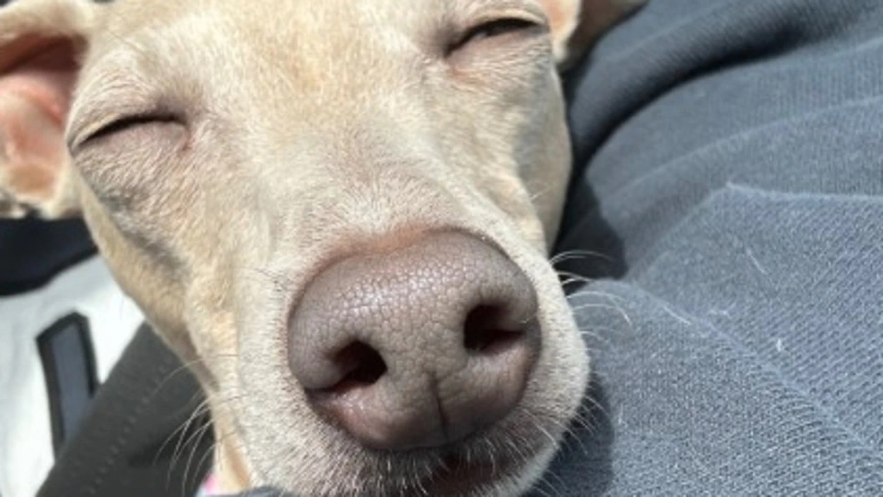 Claudia Greyhound