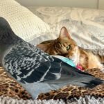 Pablo Bengal and Bobbi Girl Pigeon