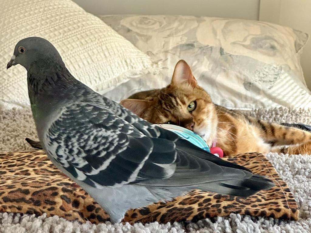 Pablo Bengal and Bobbi Girl Pigeon