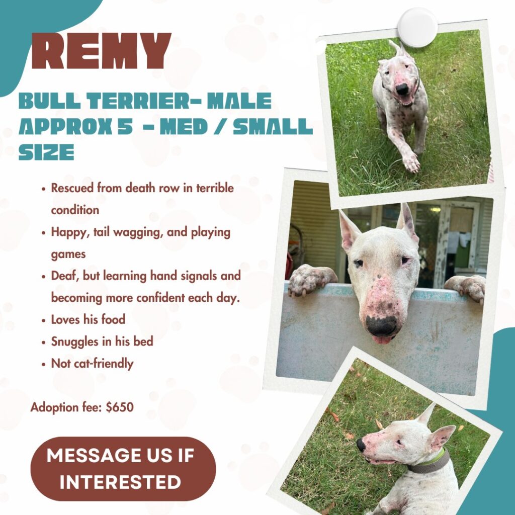 Remy Bull Terrier