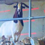 steve the goat