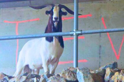 steve the goat