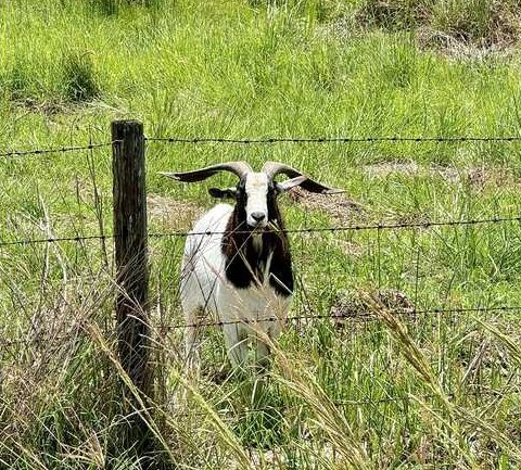 steve the goat