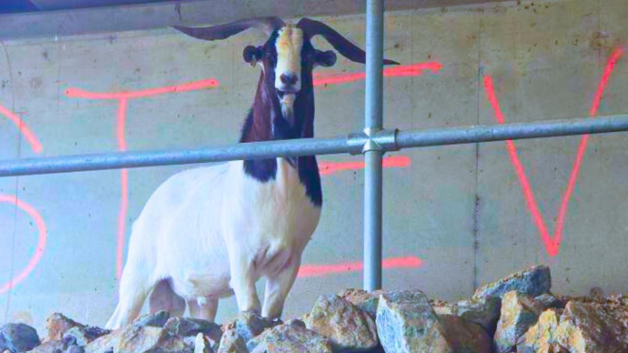 steve the goat