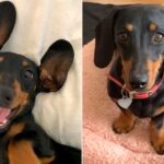 Valerie Dachshund