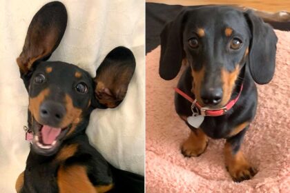 Valerie Dachshund