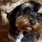 Therapy dog cavoodle