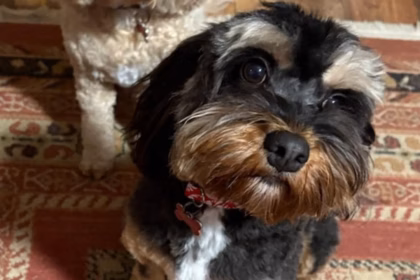 Therapy dog cavoodle
