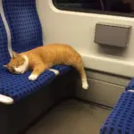 Cat on Train