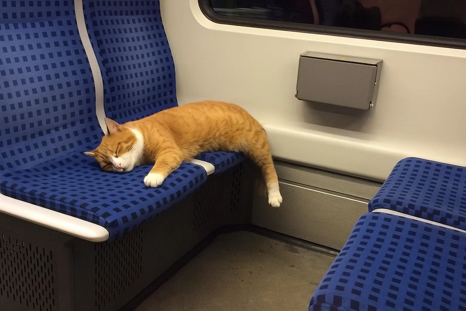 Cat on Train