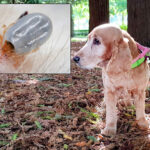 Goldie Tick
