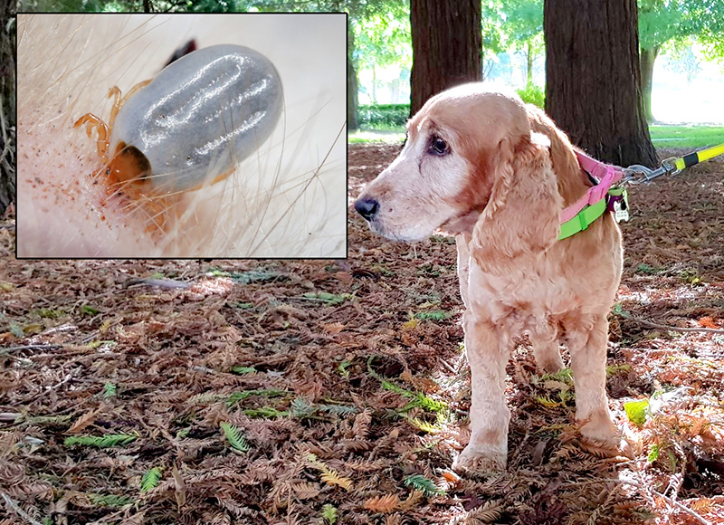 Goldie Tick