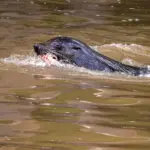 Salvatore Seal