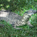 Snuffy the Monitor Lizard