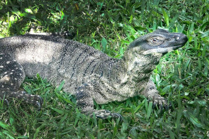 Snuffy the Monitor Lizard