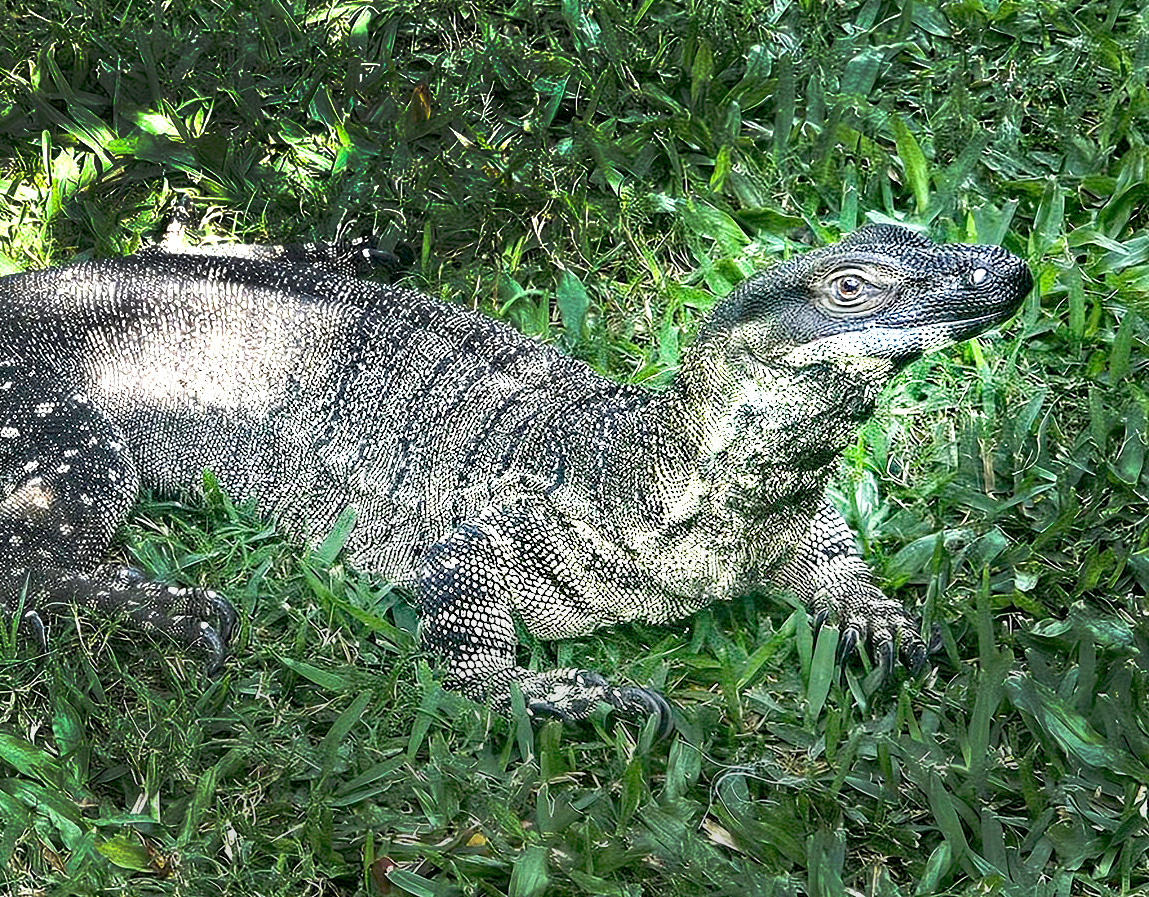 Snuffy the Monitor Lizard