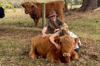 Cow hugging